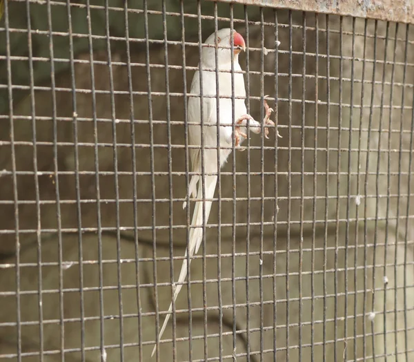 Ein Süßer Weißer Papagei Gitterkäfig — Stockfoto