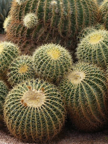 Barrel Cactus Jardin Majorelle Botanical Garden Marrakech Morocco — Stock Photo, Image