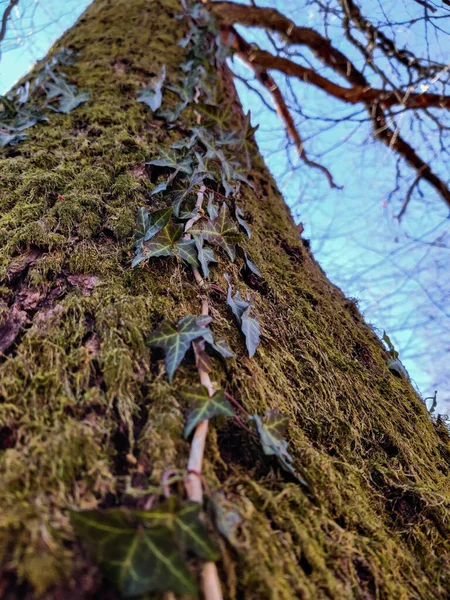 Μια Κάθετη Λήψη Ενός Κισσού Φυτού Που Μεγαλώνει Κορμό Δέντρου — Φωτογραφία Αρχείου