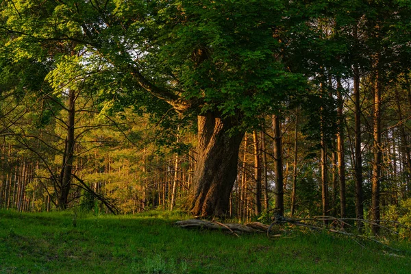 Μια Θέα Του Δάσους Στο Πράσινο Γρασίδι Πυκνά Δέντρα Στο — Φωτογραφία Αρχείου
