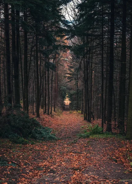Вертикальный Снимок Красивого Леса Осенью — стоковое фото