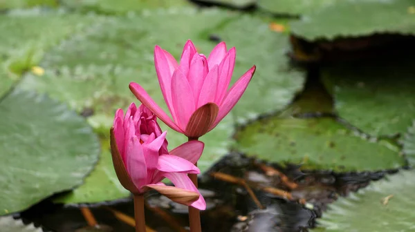 Beau Lotus Rose Fraîchement Fleuri Sur Fond Flou — Photo