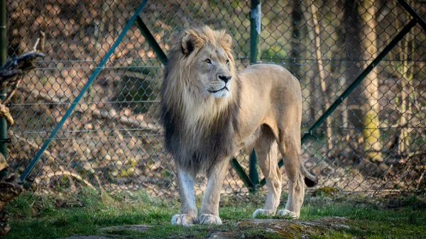 Magnifique Lion Majestueux Dans Zoo Salzbourg Autriche — Photo