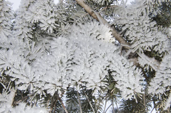 Closeup Pine Tree Branches Covered Snow — Stock Photo, Image