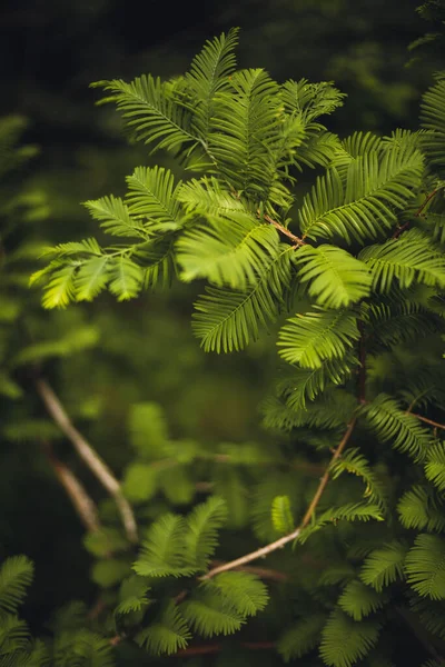 Egy Sekély Fókusz Felvétel Egy Metasequoia Ágról — Stock Fotó
