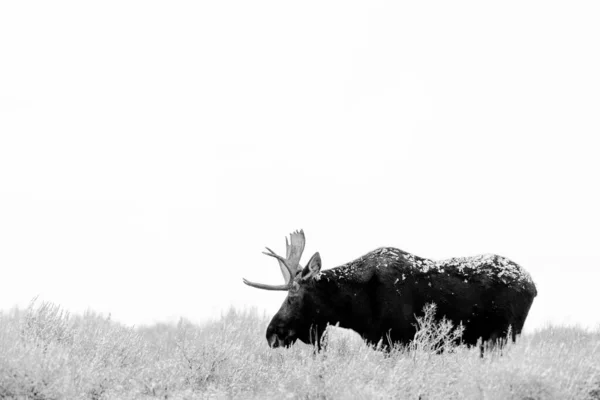 Widok Pięknego Łosia Parku Narodowym Grand Teton Usa — Zdjęcie stockowe