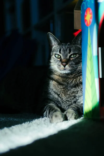 部屋のカメラを見てかわいい猫のクローズアップ — ストック写真