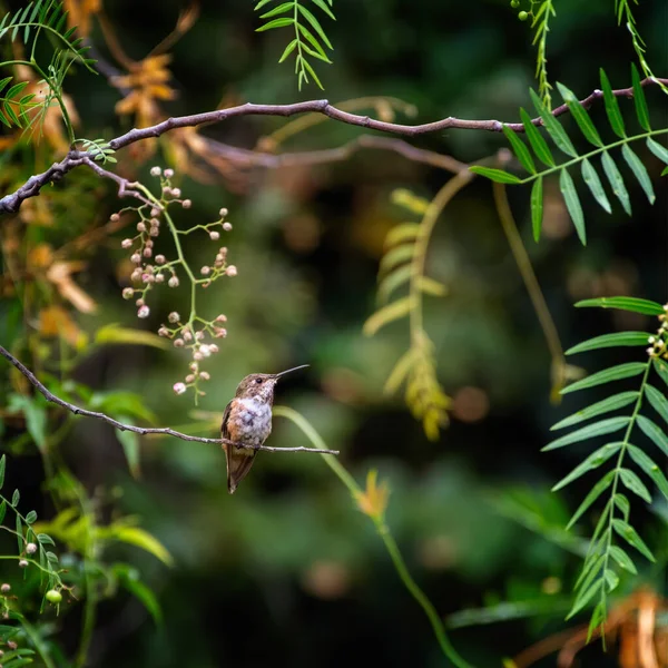 Detailní Záběr Rufous Kolibřík Posazený Větvi Stromu Rozmazaném Pozadí — Stock fotografie