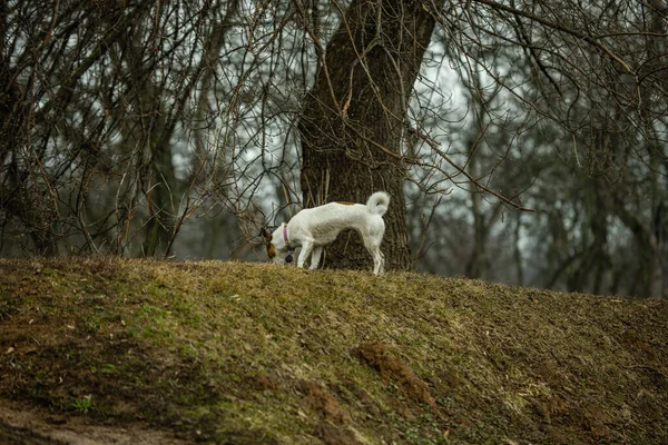 A white and brown Fox Terrier standing on the ground near a giant tree trunk