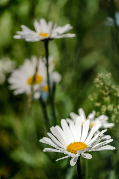 一片美丽的洋甘菊花在一片模糊的背景下在田野里盛开 — 图库照片
