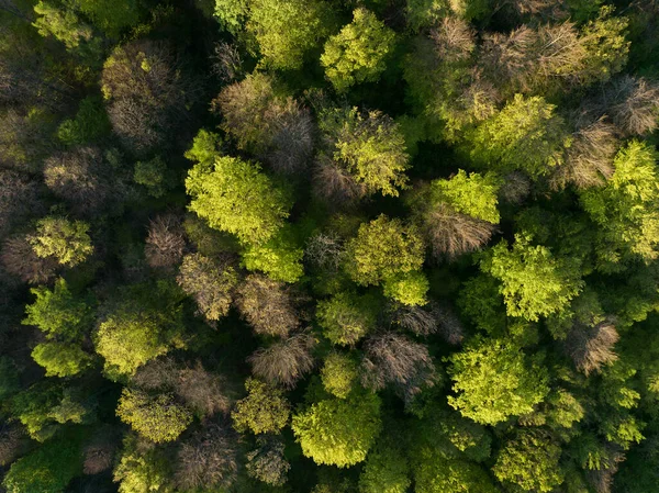 Uma Visão Drone Densas Árvores Verdes Floresta Sob Luz Dia — Fotografia de Stock