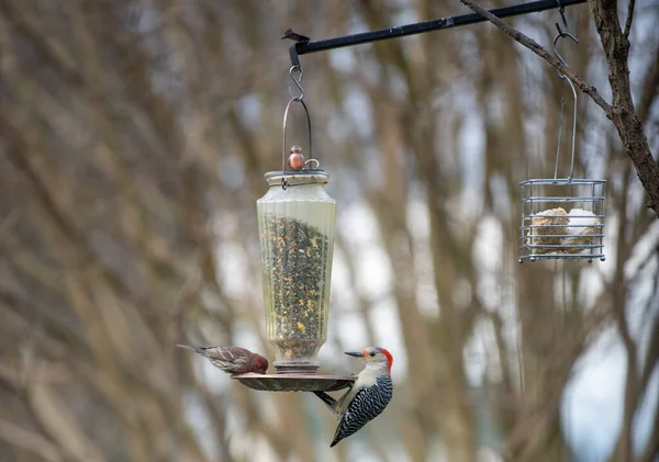 ぼやけた背景に鳥の餌を与える小さな鳥 — ストック写真