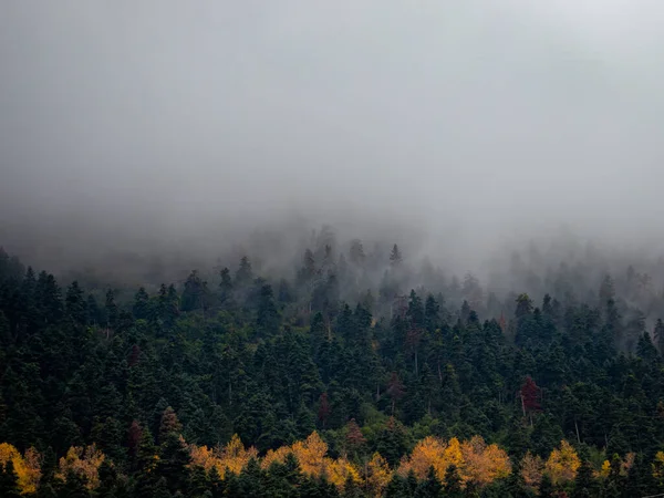 森のモミの木の上の霧の天気 — ストック写真
