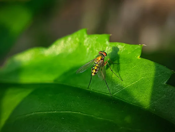 Makroaufnahme Eines Condylostylus Insekts Auf Einem Grünen Blatt Mit Unscharfem — Stockfoto