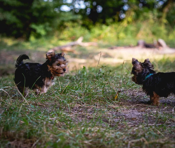 Dwa Szczeniaczki Yorkshire Terrier Stanęły Naprzeciw Siebie Trawie — Zdjęcie stockowe