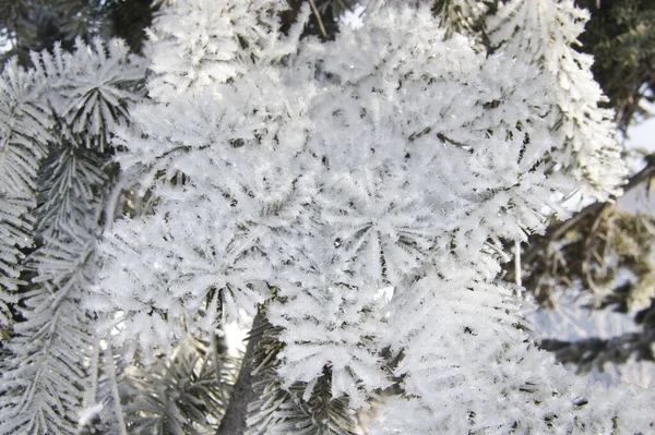 Closeup Pine Tree Branches Covered Snow — Stock Photo, Image