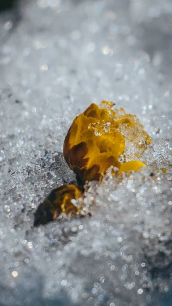 Ένα Κοντινό Πλάνο Ενός Κίτρινου Λουλουδιού Που Περιβάλλεται Από Πάγο — Φωτογραφία Αρχείου