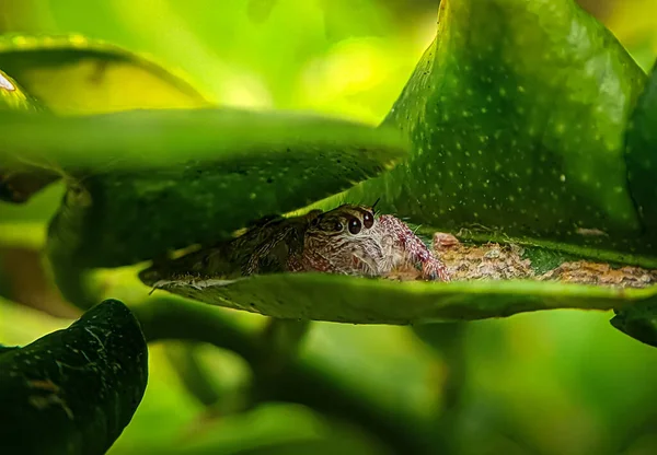 Egy Makró Felvétel Hyllus Pókról Zöld Leveleken — Stock Fotó