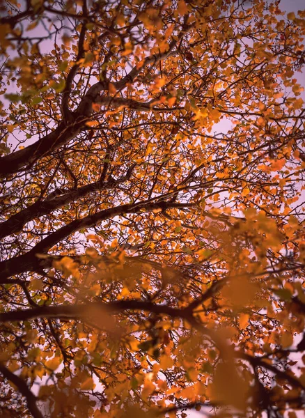 Bir Ağacın Sık Dallarında Sonbahar Yapraklarının Dikey Yakın Çekimi — Stok fotoğraf