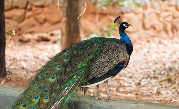 Primo Piano Pavone Colorato Nel Parco — Foto Stock