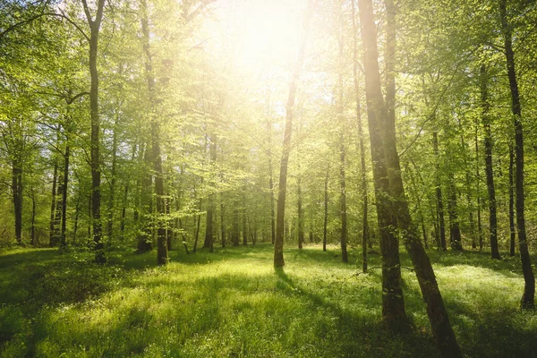 Vue Angle Bas Une Belle Forêt Par Une Journée Ensoleillée — Photo
