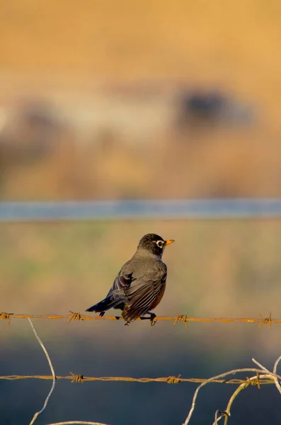 Вертикальный Снимок Красивой Американской Птицы Малиновки Проволоке — стоковое фото