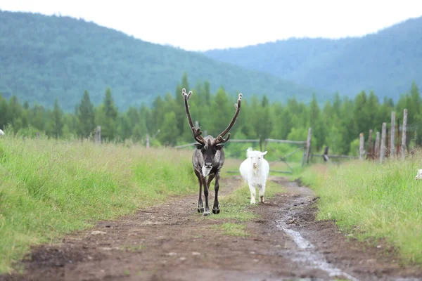 Renne Une Chèvre Dans Prairie Par Temps Nuageux — Photo