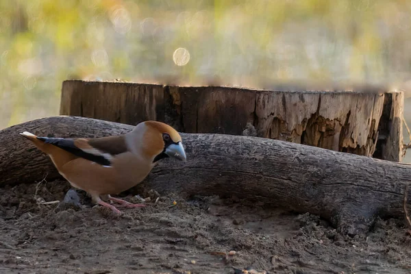 Ein Habichtvogel Hockte Der Nähe Eines Astes Einem Park — Stockfoto