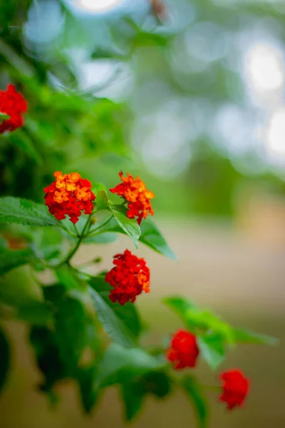 Rote Eisenkraut Blüten Wachsen Einem Garten — Stockfoto