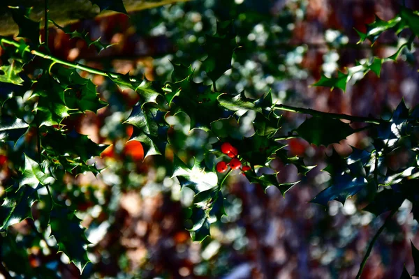 Een Verticaal Close Shot Van Een Gewone Hulst Ilex Aquifolium — Stockfoto