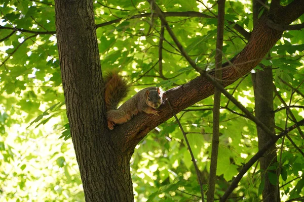 Ein Niedliches Eichhörnchen Das Auf Einem Baum Liegt Und Von — Stockfoto