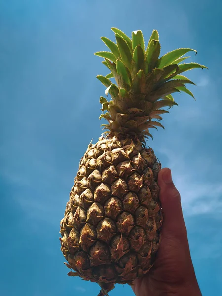 Vertical Shot Hand Holding Pineapple Blue Sky — Stock Photo, Image