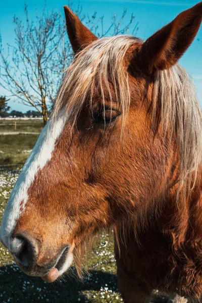 Colpo Verticale Cavallo Canadese Pascolo Una Fattoria — Foto Stock