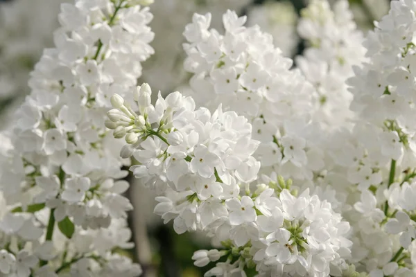 Een Close Van Common Witte Lila — Stockfoto