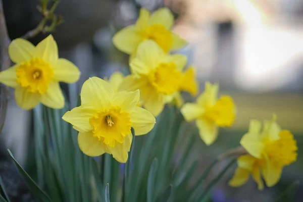 Ein Flacher Fokusschuss Blühender Gelber Jonquil Blumen — Stockfoto