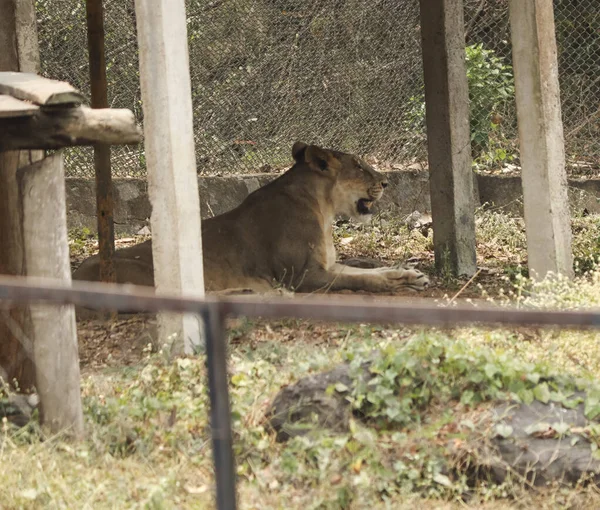 Lion Lying Cage Park — Stock Photo, Image