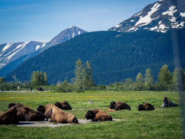 Стадо Бика Лежить Зеленому Сільському Полі Поблизу Гір — стокове фото