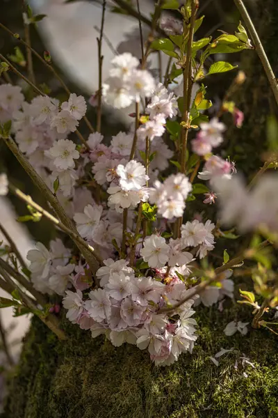 Eine Nahaufnahme Eines Blühenden Baumes Bei Tageslicht — Stockfoto