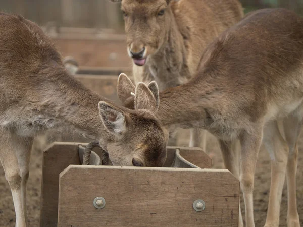 Een Close Shot Van Rendieren Eten Uit Een Houten Lade — Stockfoto