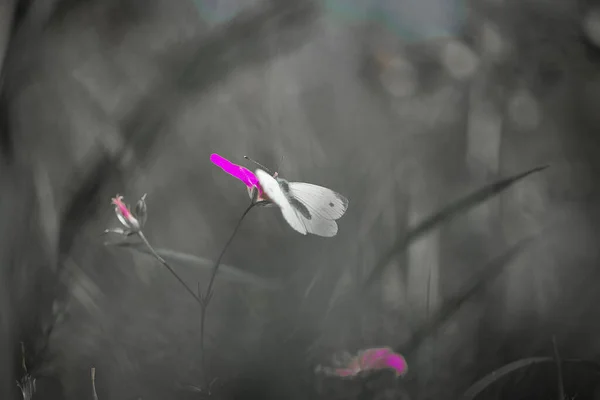 Gros Plan Papillon Sur Une Fleur Dans Champ — Photo