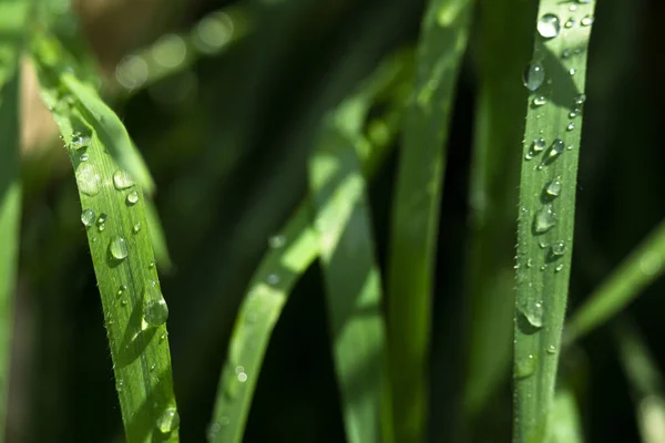 緑の植物に落下するマクロショット — ストック写真