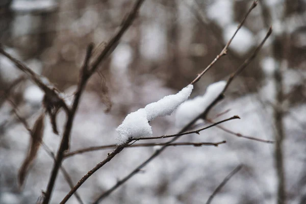 Detailní Záběr Sněhu Větvi Stromu Rozmazaném Pozadí — Stock fotografie