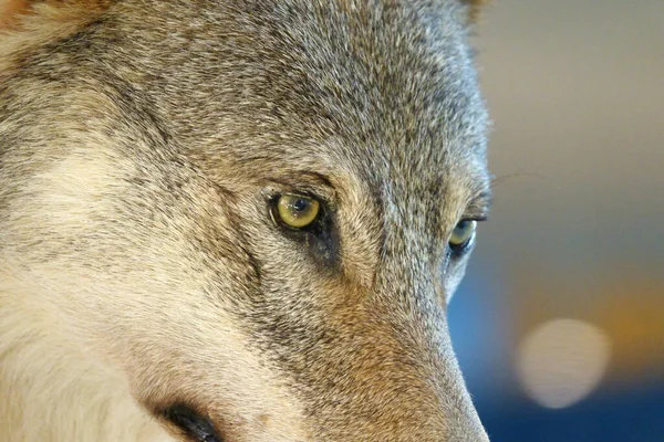 一只凶狠的棕黄色眼睛狼的特写镜头 — 图库照片