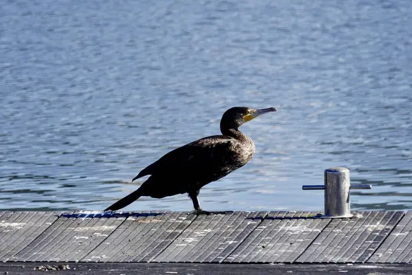 Selectivo Pájaro Carbo Phalacrocorax Muelle — Foto de Stock