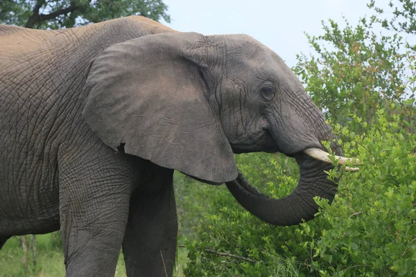 Die Schöne Aufnahme Eines Elefanten Auf Afrikanischer Safari — Stockfoto