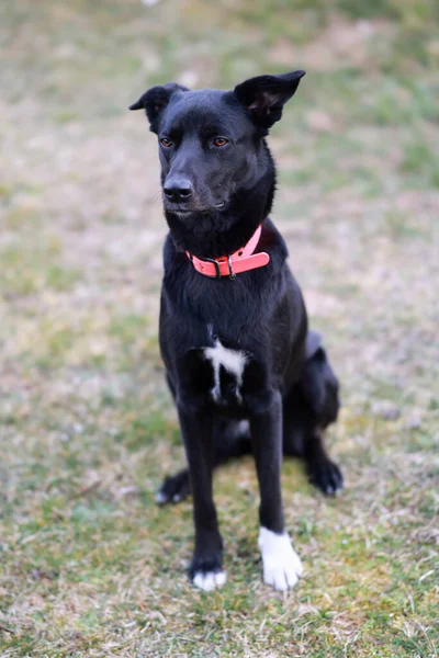 Tiro Vertical Cão Doméstico Preto Sentado Livre — Fotografia de Stock