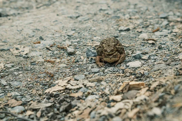青蛙在地面上交配的特写 — 图库照片