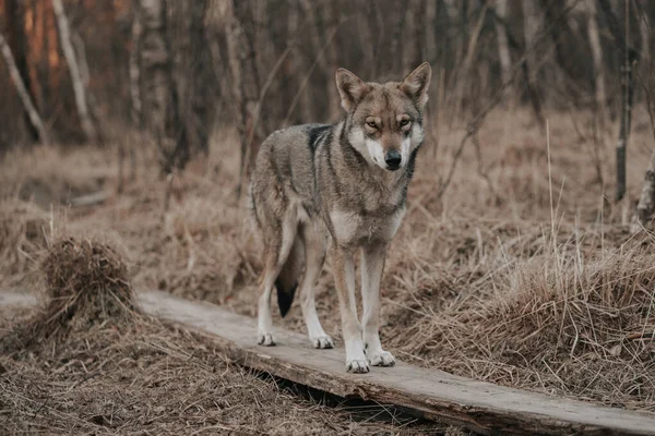 乾燥した木や草のある森林地帯の木材の上に立つ美しいSaarloos Wolfdog — ストック写真