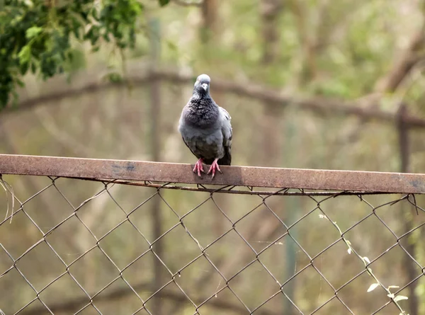 錆びたサイクロンワイヤーフェンスの上に鳩の鳥 — ストック写真