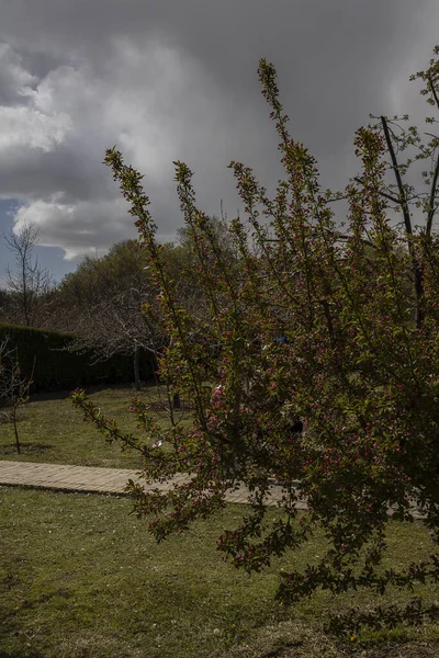 Manzano Jardín Botánico Nacional Irán Teherán Irán — Foto de Stock